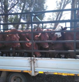 Stolen cattle recovered, two in custody in KZN