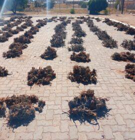 Foreigners arrested for the possession of endangered plants along the R382 road in Springbok