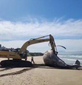Carcass of a whale removed between Dias Beach and Hartenbos