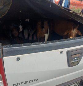 Suspect arrested for the possession of suspected stolen livestock